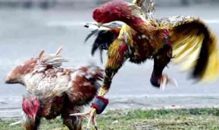 Mẹo đặt cược thắng lớn khi xem Đá Gà Asil Hi88