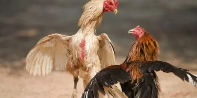 Đá Gà Casino -Nơi Chiến Kê Chiến Hàng Đầu Tại Nhà Cái 4 Kinh Nghiệm Chơi Đá Gà Casino Hi88 Online Hiệu Quả