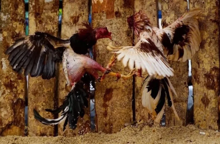 Một số dòng Đá Gà Chọi Cuba Hi88 được cho là phổ biến nhất ở thị trường Việt Nam