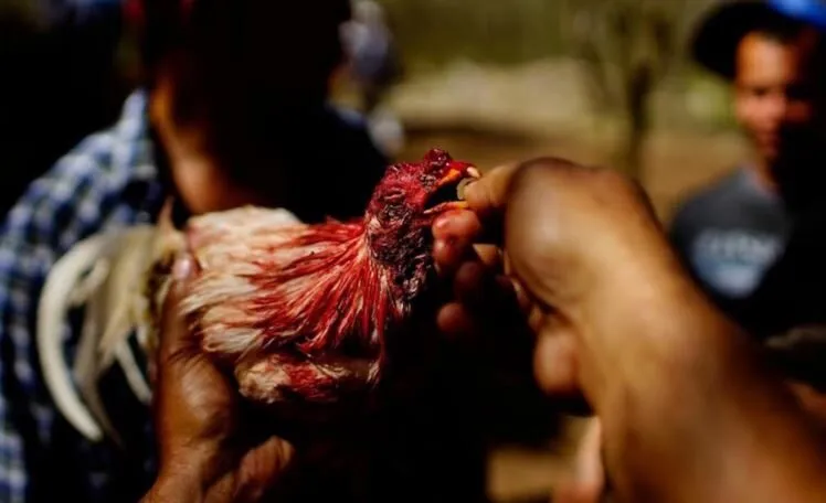 Dựa vào đâu mà giá giống Đá Gà Chọi Cuba Hi88 được cập nhật cao đến thế