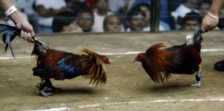 Sự đa dạng về giống linh kê Đá Gà Cựa Dao