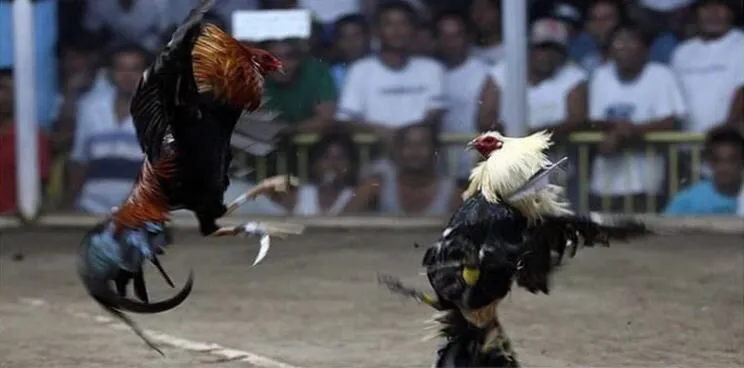 Hình thức chọi gà phổ biến và chuyên nghiệp