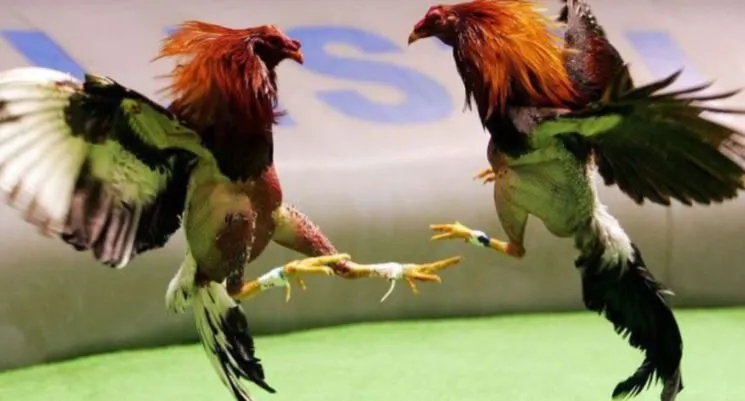 Thành công của kênh đá gà cực sắt Hi88