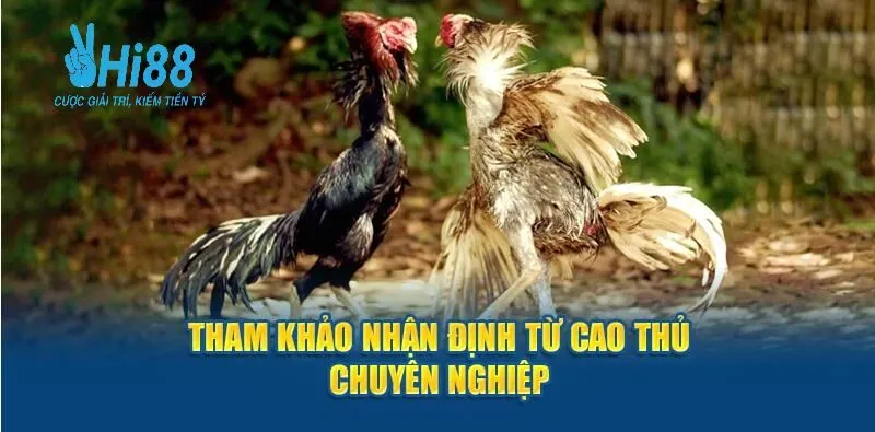 Tham khảo đá gà hi88 nhận định từ cao thủ chuyên nghiệp 