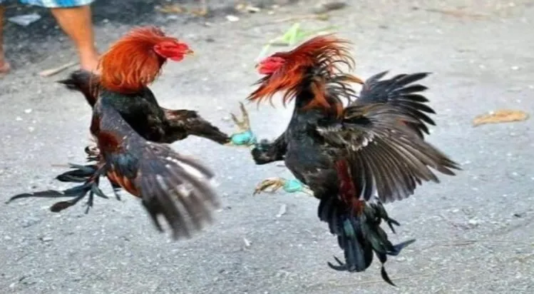 Sử dụng các loại hạt như ngô, lúa mì làm thực phẩm chính cho Đá Gà Shamo Hi88