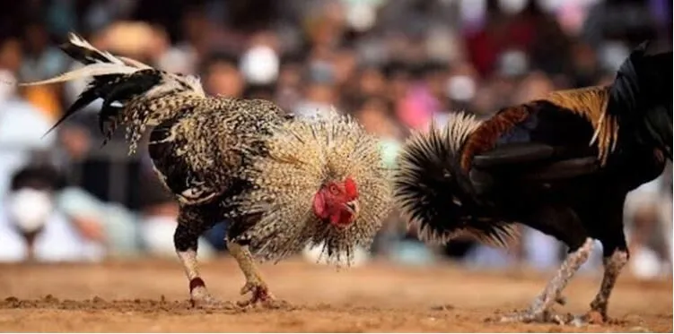 Đá Gà Thomo Tại Cổng Game Hi88 Hấp Dẫn Kịch Tính 2 Đá Gà Thomo