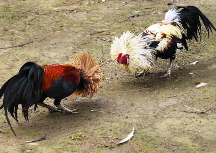 Đá Gà Tre Nơi Có Trận Đấu Hấp Dẫn Kịch Tính Số 1 3 Kỹ thuật huấn luyện và chăm sóc gà tre Thomo