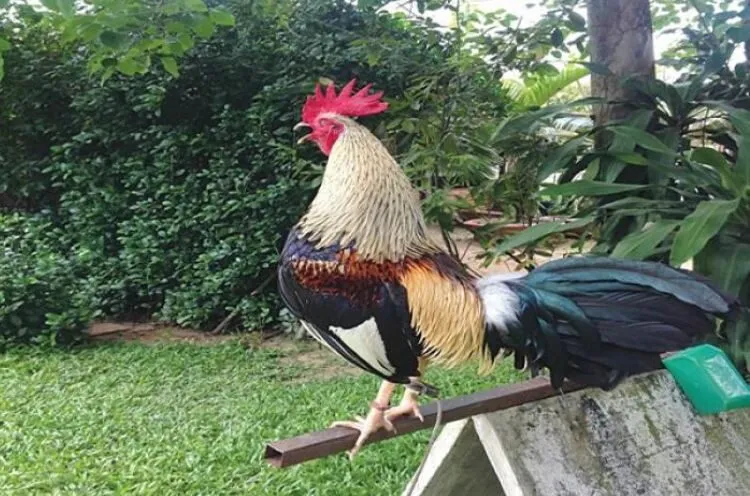 Đá Gà Tre Nơi Có Trận Đấu Hấp Dẫn Kịch Tính Số 1 4 Giá trị kinh tế và văn hóa của Đá Gà Tre