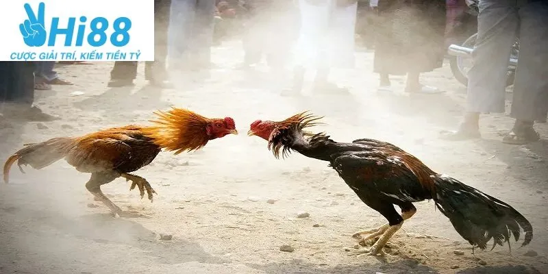 Tham Gia Cá Cược Đá Gà Online: Hướng Dẫn Chi Tiết