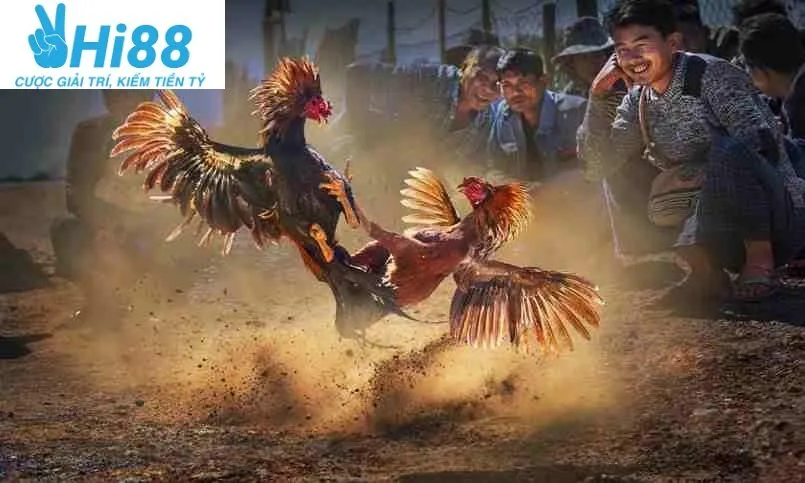 Kinh Nghiệm Chơi Đá Gà Casino Hi88 Online Hiệu Quả