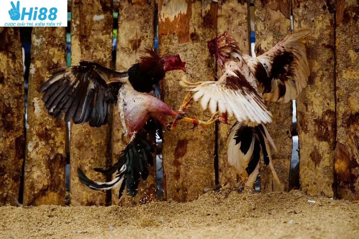 Giống Đá Gà Chọi Cuba Hi88 là gì, một số đặc điểm nhận biết về giống gà này