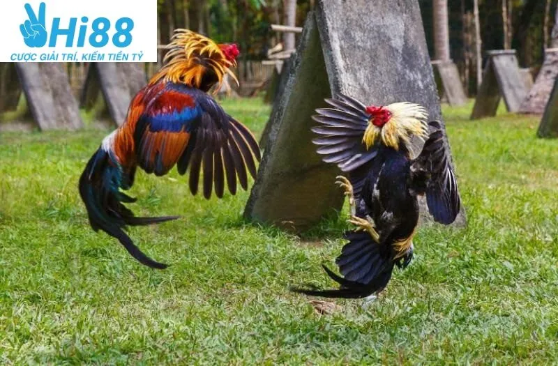 Dựa vào đâu mà giá giống Đá Gà Chọi Cuba Hi88 được cập nhật cao đến thế