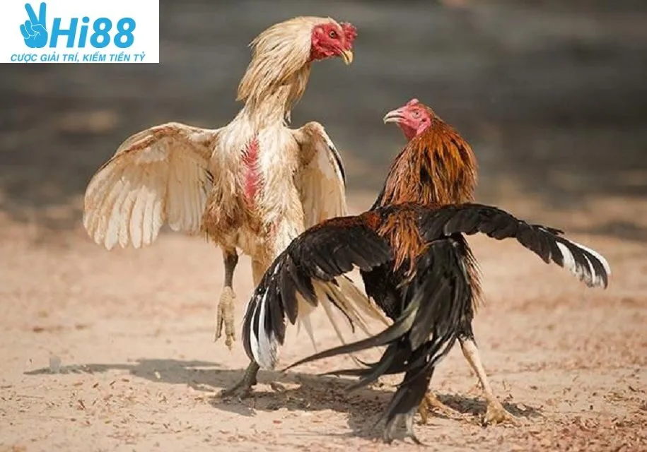Hình thức chọi gà phổ biến và chuyên nghiệp