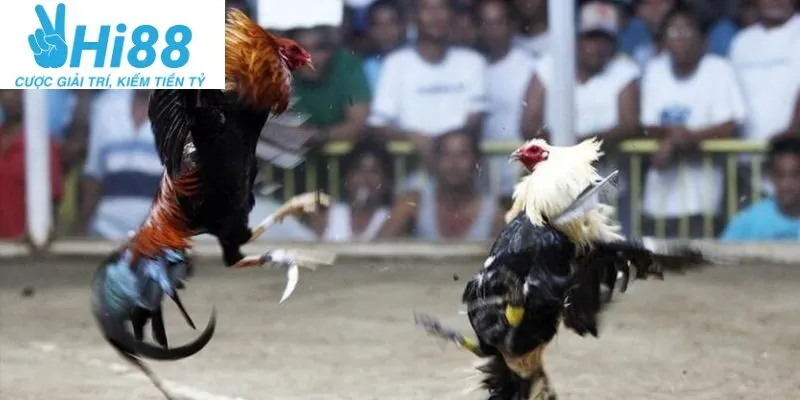 Sự đa dạng về giống linh kê Đá Gà Cựa Dao Hi88