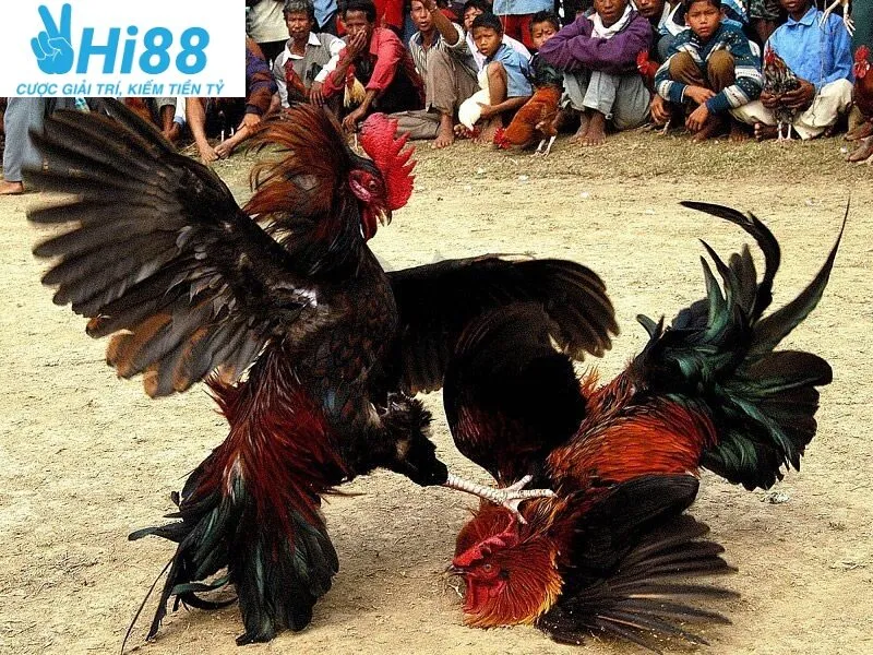 Cược Đá Gà Cựa Sắt Hi88 với 3 lựa chọn
