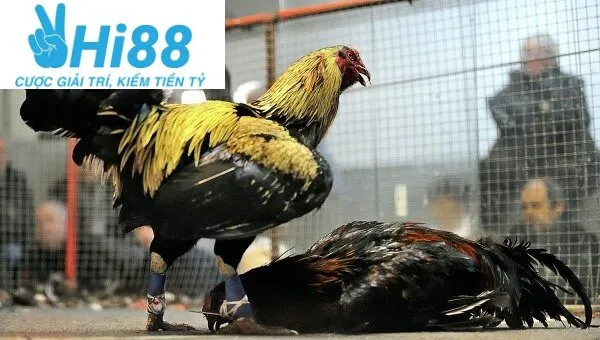 Thành công của kênh đá gà cực sắt Hi88