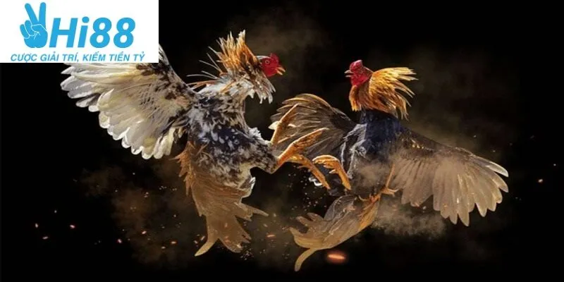 Gà Đá Hầu Kiềng Hi88: Sàn Cá Cược Siêu Rực Lửa 2025 3 Ba loại Gà Đá Hầu Kiềng Hi88 phổ biến nhất hiện nay