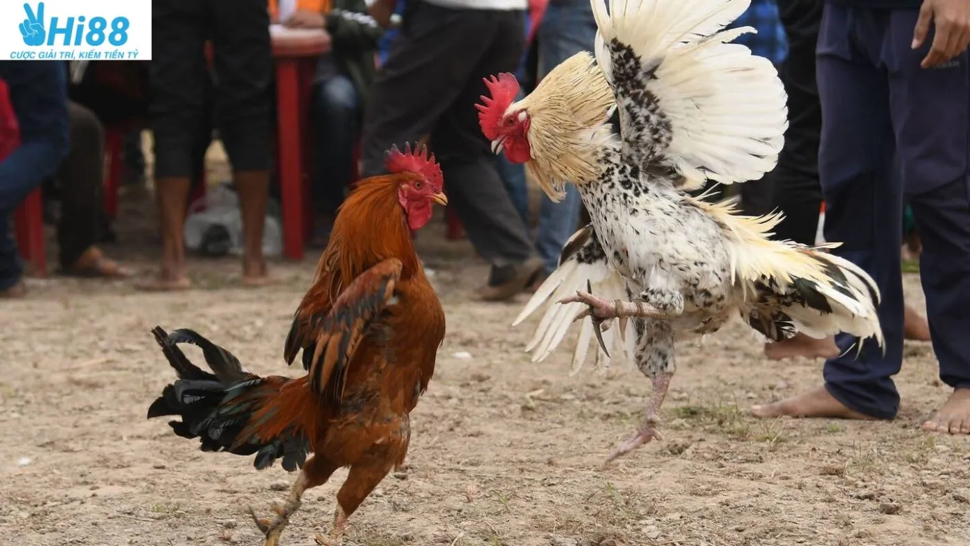 So sánh Đá Gà Mỹ Hi88 với các loại đá gà khác