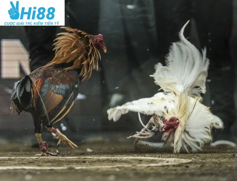 Khám phá Đá Gà Philippines Hi88