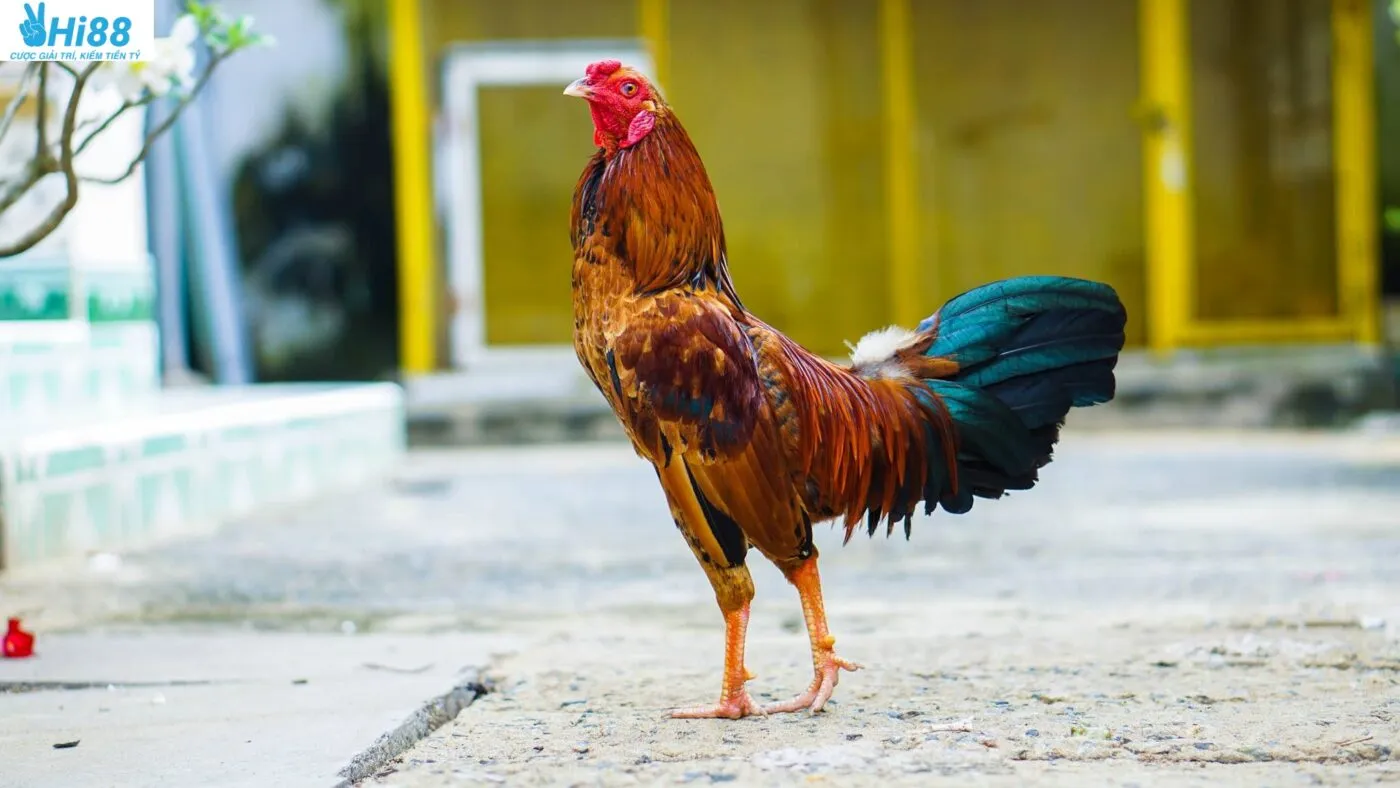 Đá Gà Tre Hi88 2025: Cá Cược Đá Gà Kịch Tính Hàng Đầu Hiện Nay 3 Kỹ thuật huấn luyện và chăm sóc gà tre Thomo