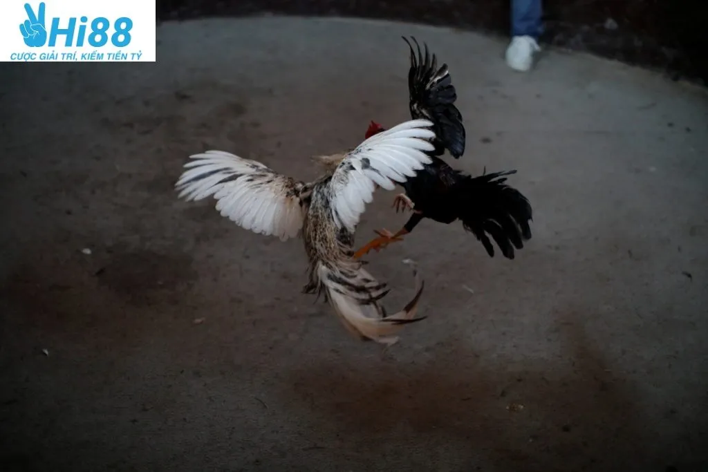 Những Giống Gà Đá ưa Chuộng